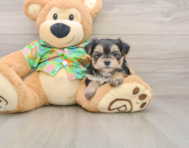 6 week old Morkie Puppy For Sale - Florida Fur Babies