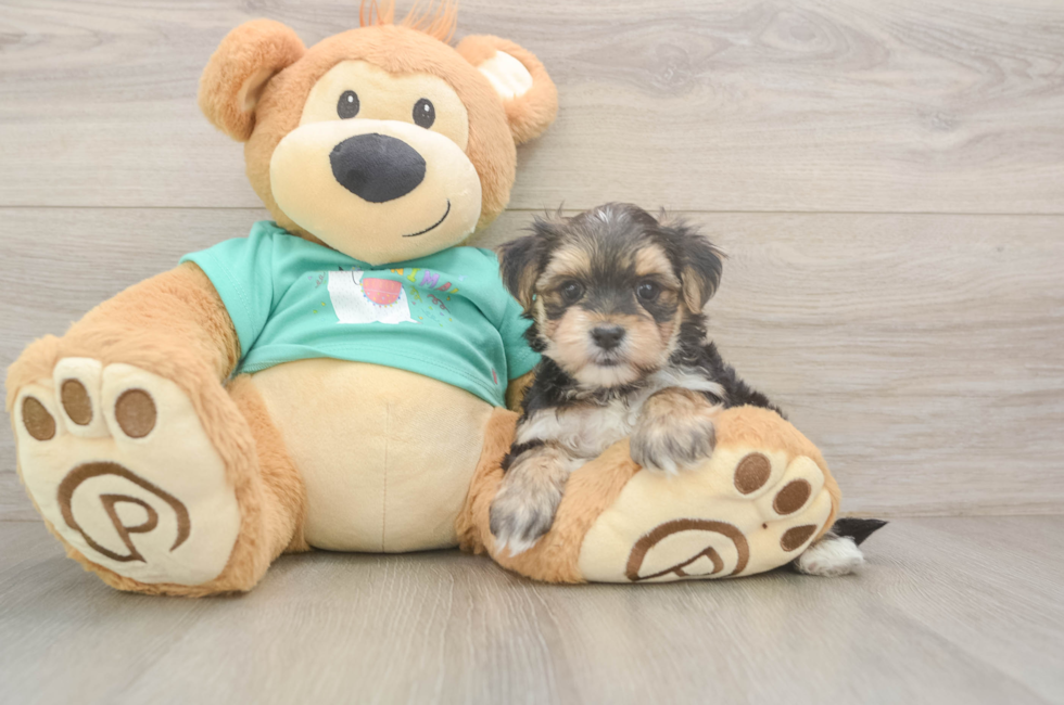 6 week old Morkie Puppy For Sale - Florida Fur Babies