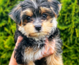 Morkie Puppies For Sale Florida Fur Babies