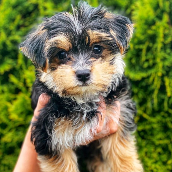 Morkie Puppy For Sale - Florida Fur Babies