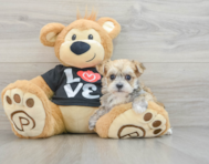 8 week old Morkie Puppy For Sale - Florida Fur Babies