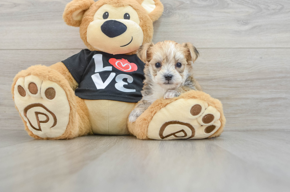 5 week old Morkie Puppy For Sale - Florida Fur Babies