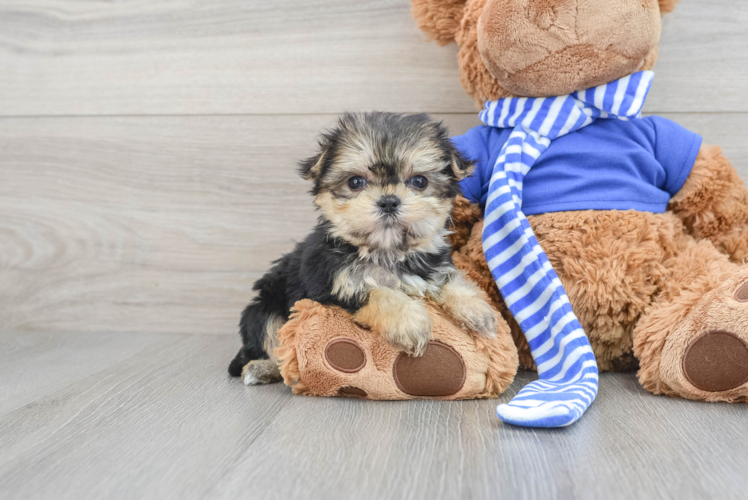 Morkie Pup Being Cute