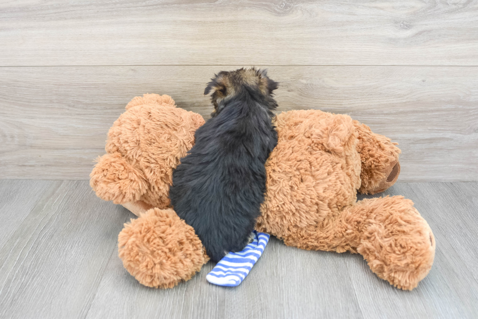 Morkie Puppy for Adoption