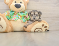 5 week old Morkie Puppy For Sale - Florida Fur Babies