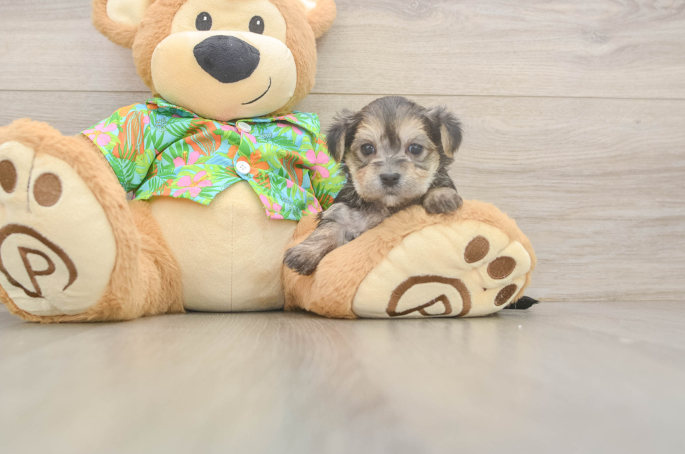 5 week old Morkie Puppy For Sale - Florida Fur Babies