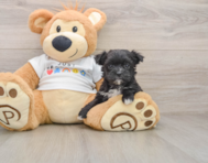 6 week old Morkie Puppy For Sale - Florida Fur Babies