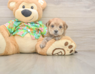 5 week old Morkie Puppy For Sale - Florida Fur Babies
