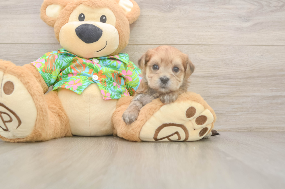 5 week old Morkie Puppy For Sale - Florida Fur Babies