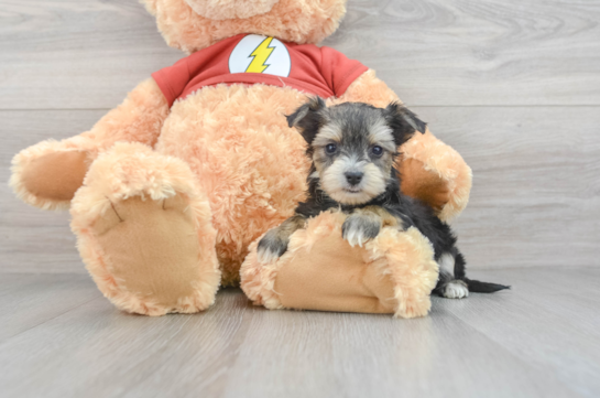 Morkie Puppy for Adoption