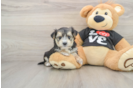 Petite Morkie Designer Pup