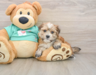 6 week old Morkie Puppy For Sale - Florida Fur Babies