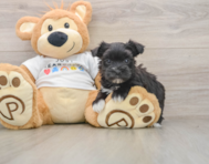 5 week old Morkie Puppy For Sale - Florida Fur Babies