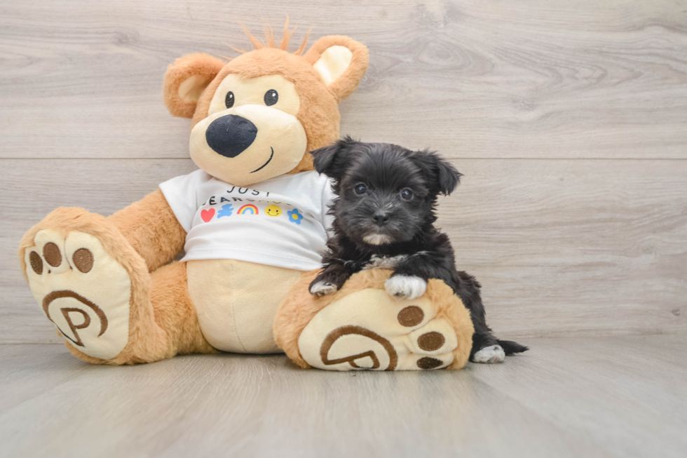 Morkie Pup Being Cute