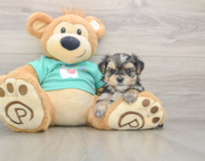 7 week old Morkie Puppy For Sale - Florida Fur Babies