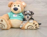 7 week old Morkie Puppy For Sale - Florida Fur Babies