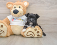 6 week old Morkie Puppy For Sale - Florida Fur Babies