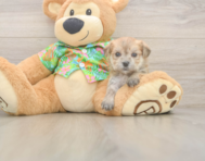 5 week old Morkie Puppy For Sale - Florida Fur Babies