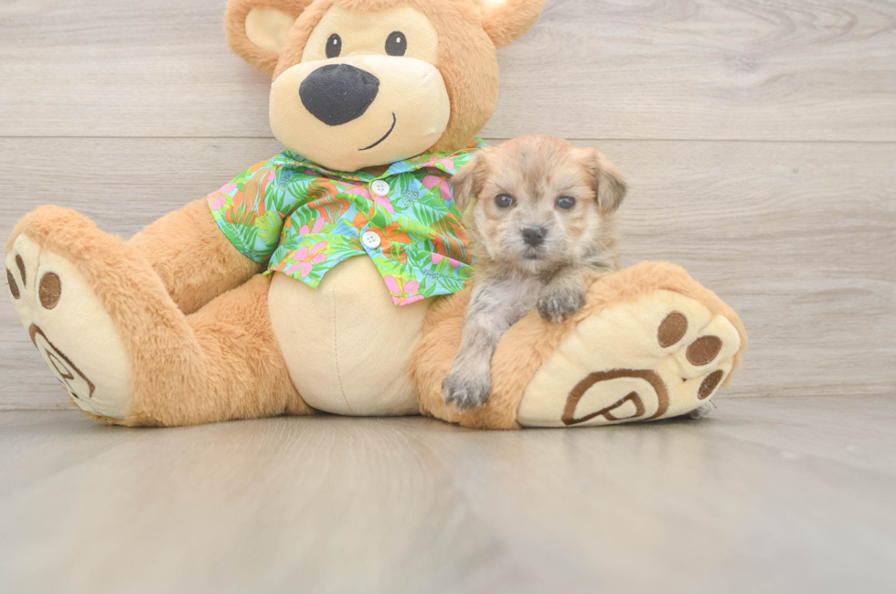 5 week old Morkie Puppy For Sale - Florida Fur Babies