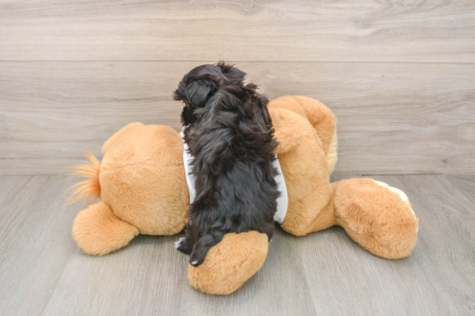Petite Morkie Designer Pup