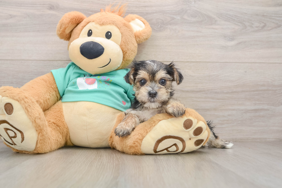 Morkie Puppy for Adoption