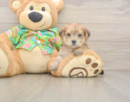 5 week old Morkie Puppy For Sale - Florida Fur Babies