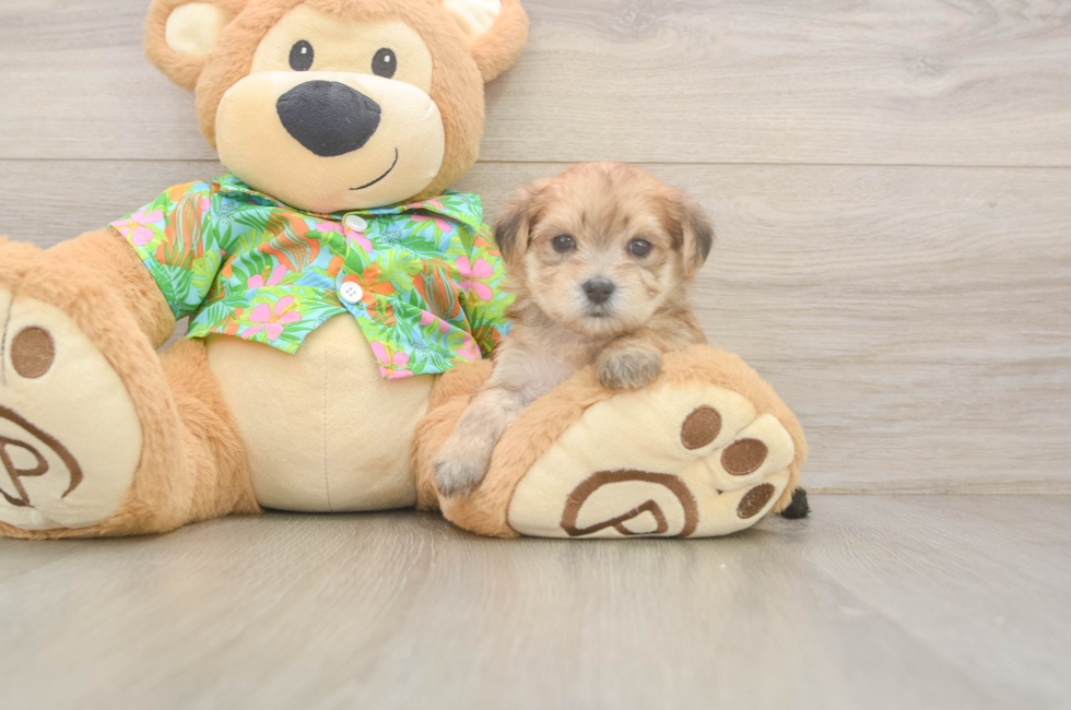 5 week old Morkie Puppy For Sale - Florida Fur Babies