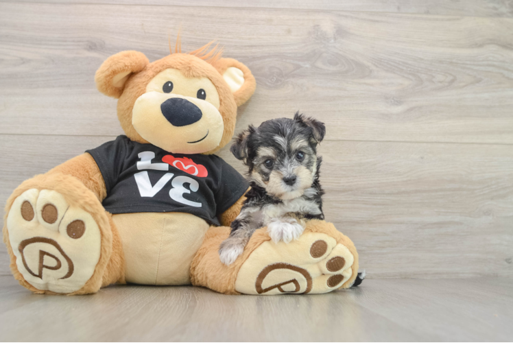 Fluffy Morkie Designer Pup
