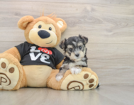 7 week old Morkie Puppy For Sale - Florida Fur Babies