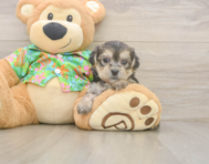 5 week old Morkie Puppy For Sale - Florida Fur Babies