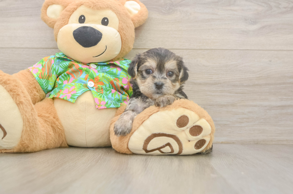 5 week old Morkie Puppy For Sale - Florida Fur Babies