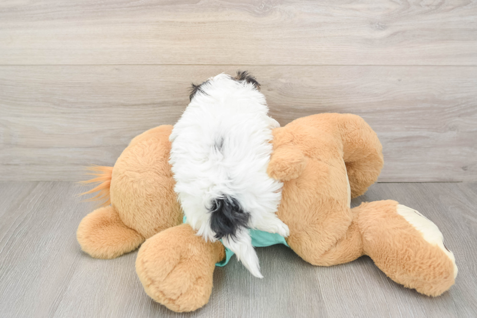 Energetic Maltese Yorkie Mix Designer Puppy