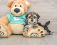 8 week old Morkie Puppy For Sale - Florida Fur Babies