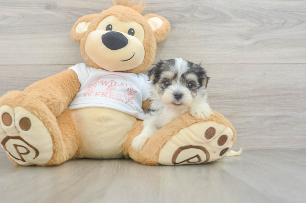 5 week old Morkie Puppy For Sale - Florida Fur Babies