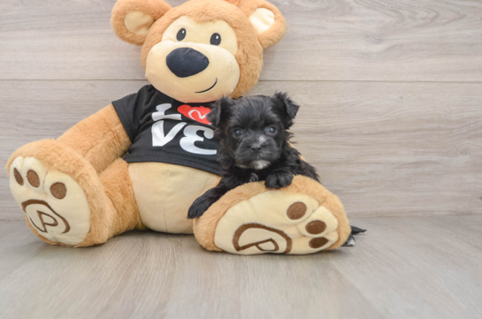 Friendly Morkie Baby