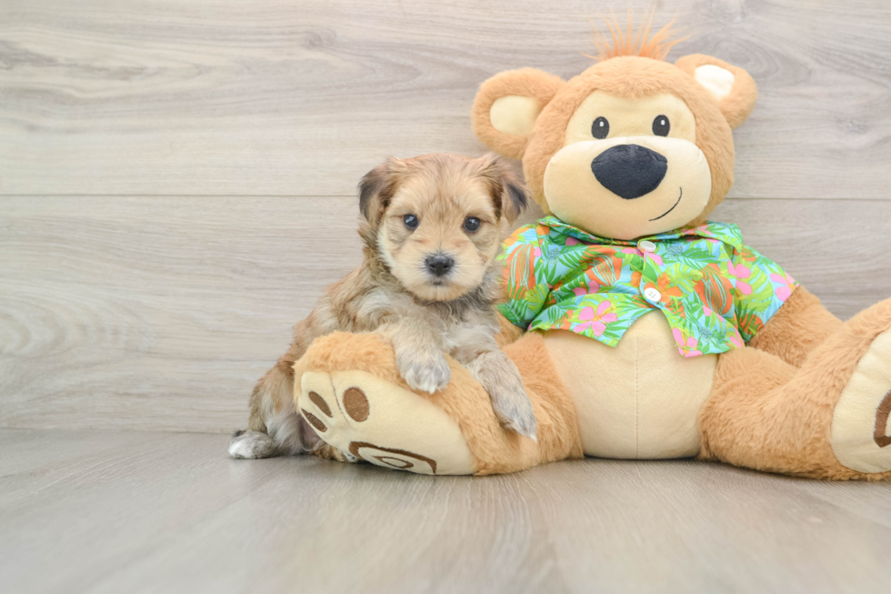 Popular Morkie Designer Pup