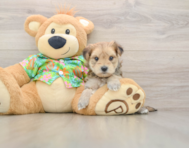 7 week old Morkie Puppy For Sale - Florida Fur Babies