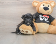 5 week old Morkie Puppy For Sale - Florida Fur Babies