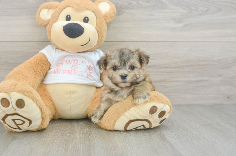 5 week old Morkie Puppy For Sale - Florida Fur Babies