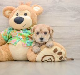 7 week old Morkie Puppy For Sale - Florida Fur Babies