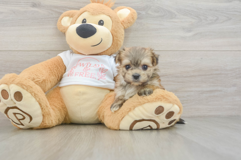 5 week old Morkie Puppy For Sale - Florida Fur Babies