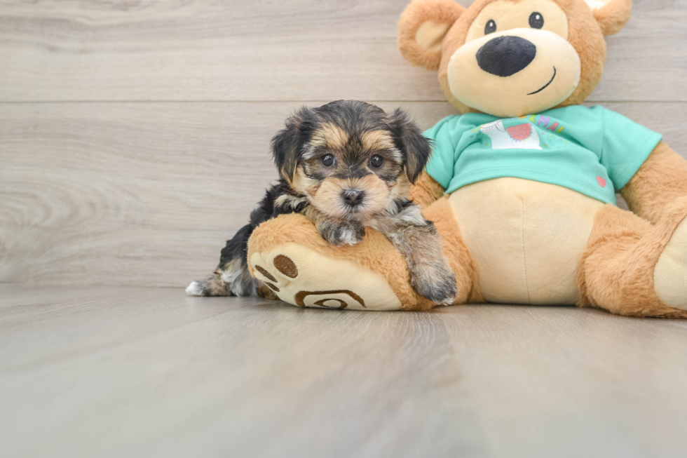 Morkie Puppy for Adoption