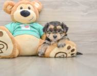 6 week old Morkie Puppy For Sale - Florida Fur Babies