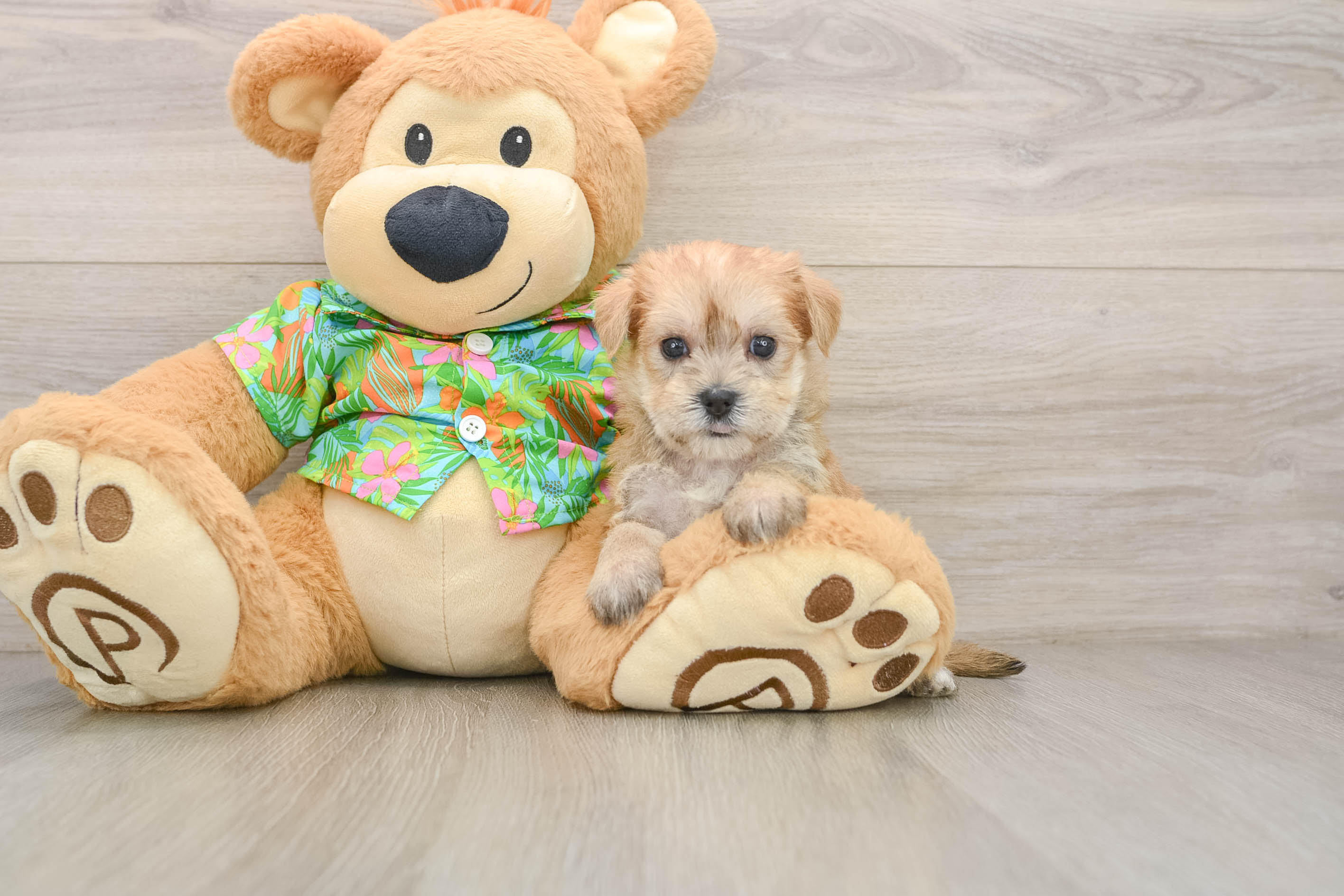 Friendly Morkie Baby