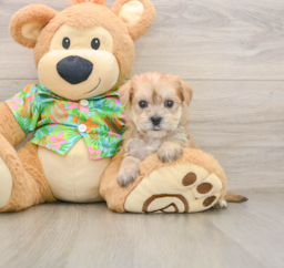 7 week old Morkie Puppy For Sale - Florida Fur Babies
