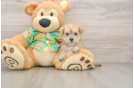 Friendly Morkie Baby