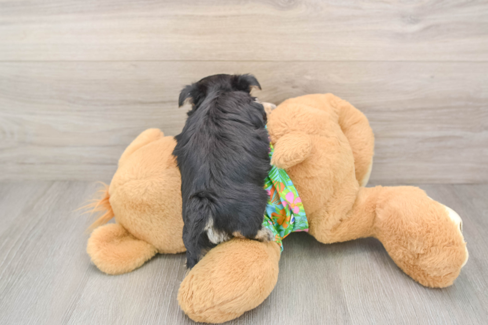 Playful Maltese Yorkie Mix Designer Puppy