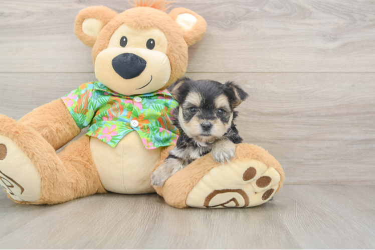 Morkie Puppy for Adoption