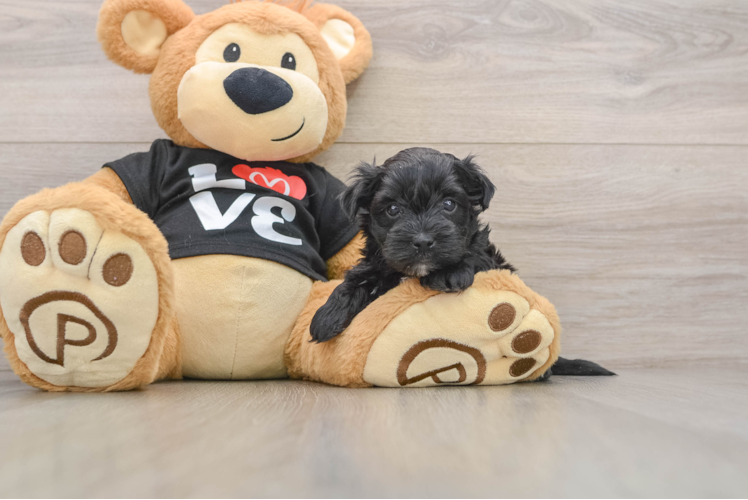 Morkie Puppy for Adoption