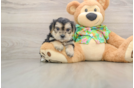 Cute Morkie Baby